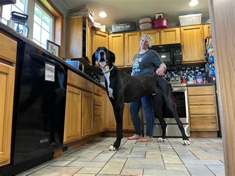 pornhub gentle|Kevin, a Great Dane and the tallest dog in the world has died.